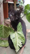 Fuba e Pontinha
