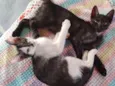 Fuba e Pontinha
