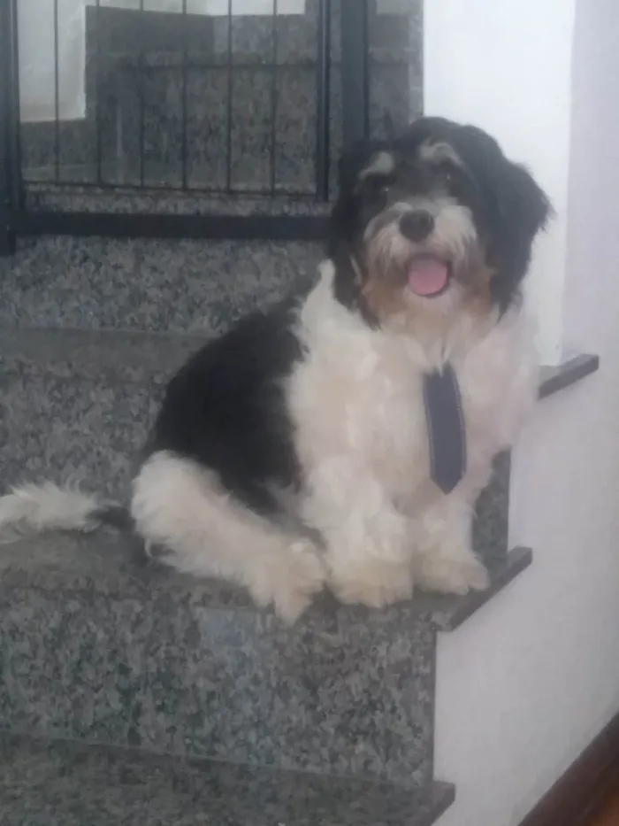 Cachorro ra a  idade 2 anos nome Flocos