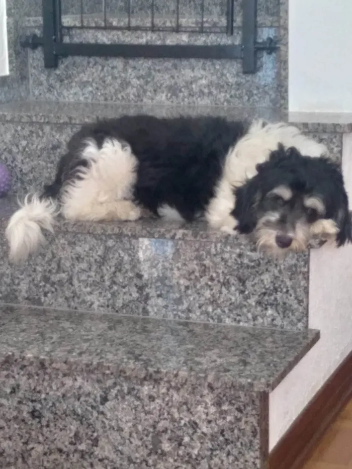 Cachorro ra a  idade 2 anos nome Flocos