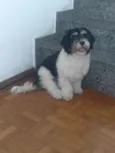 Flocos