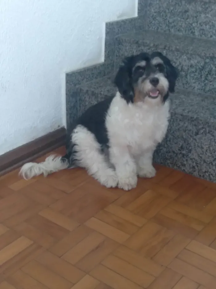 Cachorro ra a  idade 2 anos nome Flocos