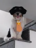 Flocos