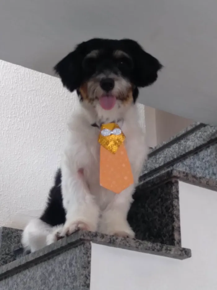 Cachorro ra a  idade 2 anos nome Flocos