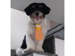 Cachorro raça  idade 2 anos nome Flocos