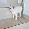 Suki bb2meses