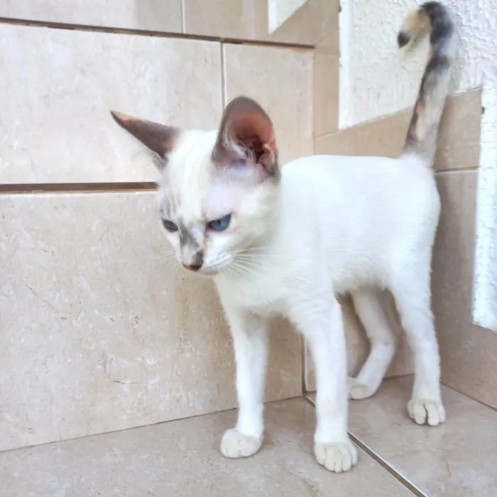 Gato ra a SRD-ViraLata idade 2 a 6 meses nome Suki bb2meses 