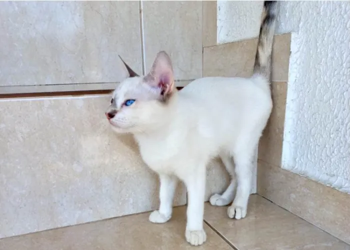 Gato ra a SRD-ViraLata idade 2 a 6 meses nome Suki bb2meses 