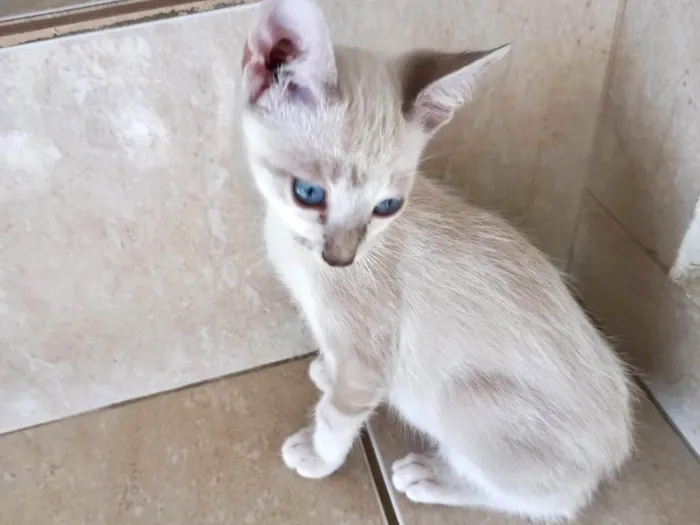 Gato ra a SRD-ViraLata idade 2 a 6 meses nome Suki bb2meses 