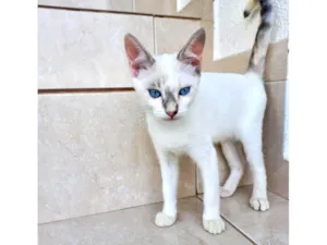 Gato raça SRD-ViraLata idade 2 a 6 meses nome Suki bb2meses 