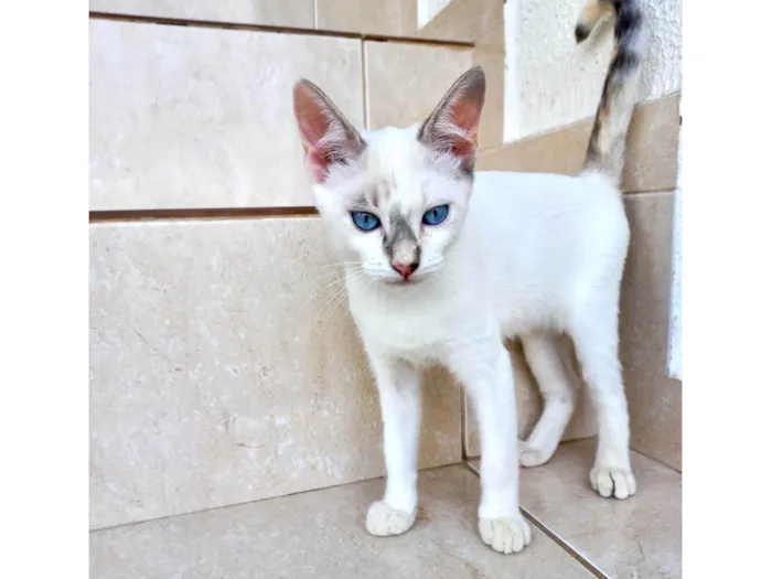 Gato ra a SRD-ViraLata idade 2 a 6 meses nome Suki bb2meses 