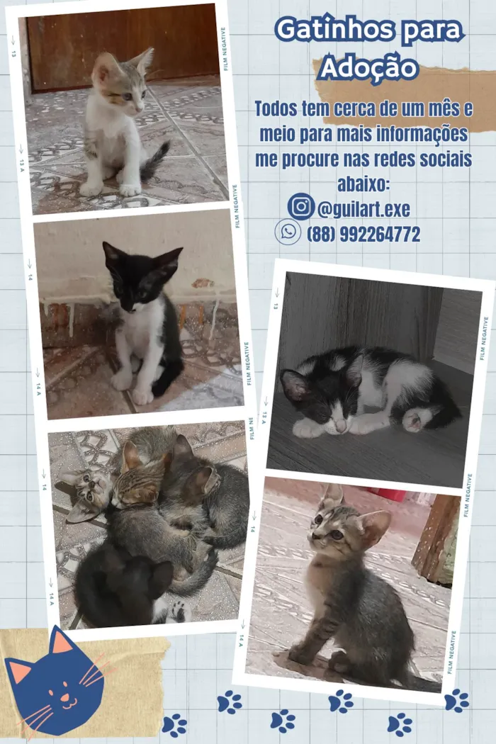 Gato ra a  idade 2 a 6 meses nome Gatitos