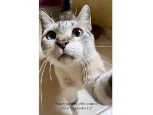 Gato raça SRD-ViraLata idade 7 a 11 meses nome Oliver 11meses 