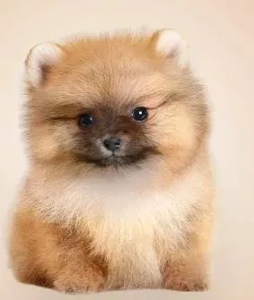 Cachorro raça splitz alemão idade 2 a 6 meses nome flokinho