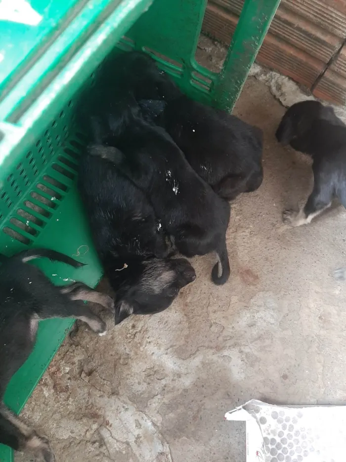 Cachorro ra a Chipsom  idade Abaixo de 2 meses nome São 7 filhotes pretos 