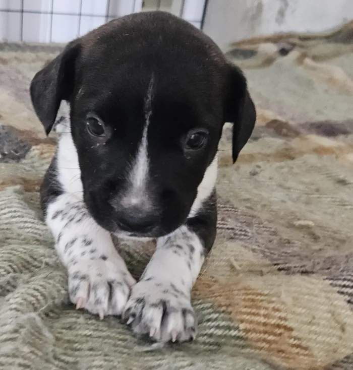 Cachorro ra a Srd idade Abaixo de 2 meses nome ELLIE