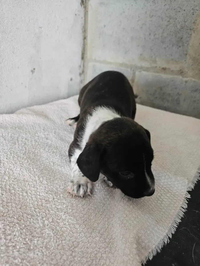 Cachorro ra a Srd idade Abaixo de 2 meses nome ELLIE