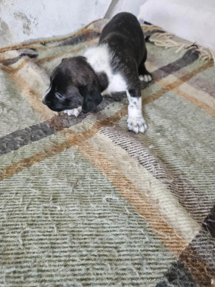 Cachorro ra a Srd idade Abaixo de 2 meses nome ELLIE