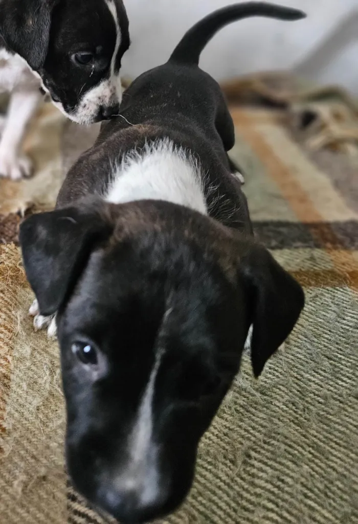 Cachorro ra a Srd idade Abaixo de 2 meses nome ELLIE