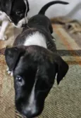ELLIE