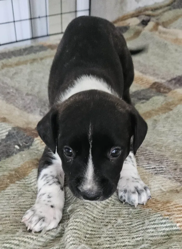 Cachorro ra a Srd idade Abaixo de 2 meses nome ELLIE