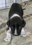 ELLIE