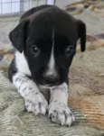 ELLIE