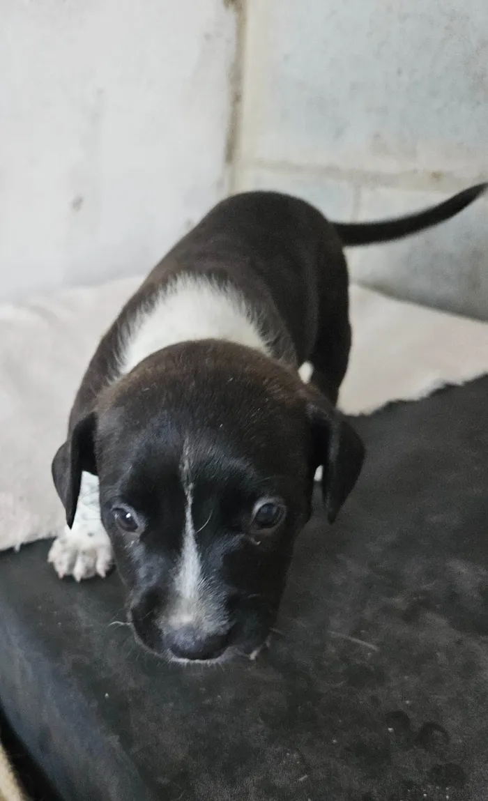 Cachorro ra a Srd idade Abaixo de 2 meses nome ELLIE