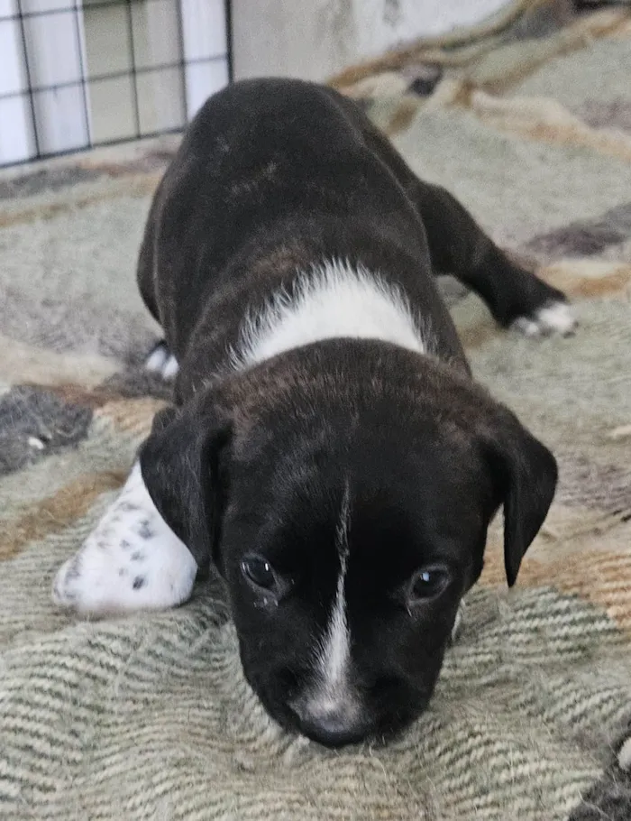 Cachorro ra a Srd idade Abaixo de 2 meses nome ELLIE