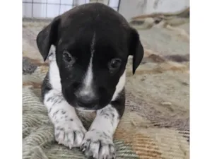 Cachorro raça Srd idade Abaixo de 2 meses nome ELLIE