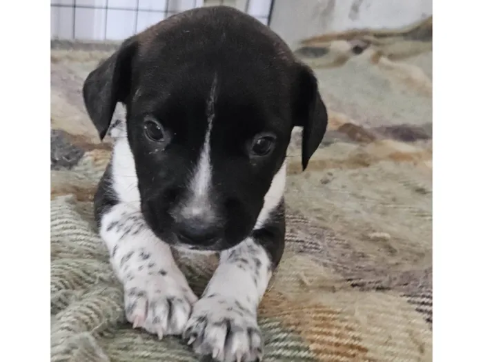 Cachorro ra a Srd idade Abaixo de 2 meses nome ELLIE