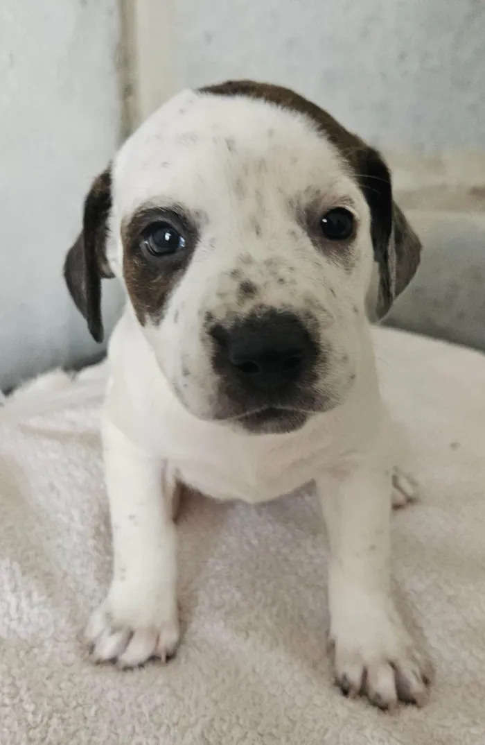 Cachorro ra a Srd idade Abaixo de 2 meses nome Lili