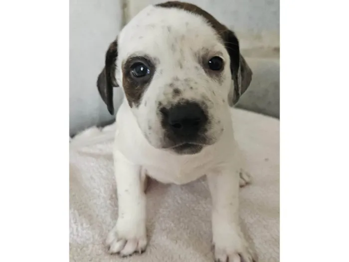 Cachorro ra a Srd idade Abaixo de 2 meses nome Lili