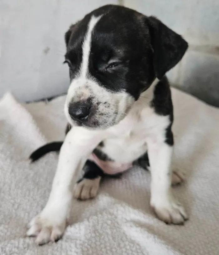 Cachorro ra a Srd idade Abaixo de 2 meses nome Rebeca