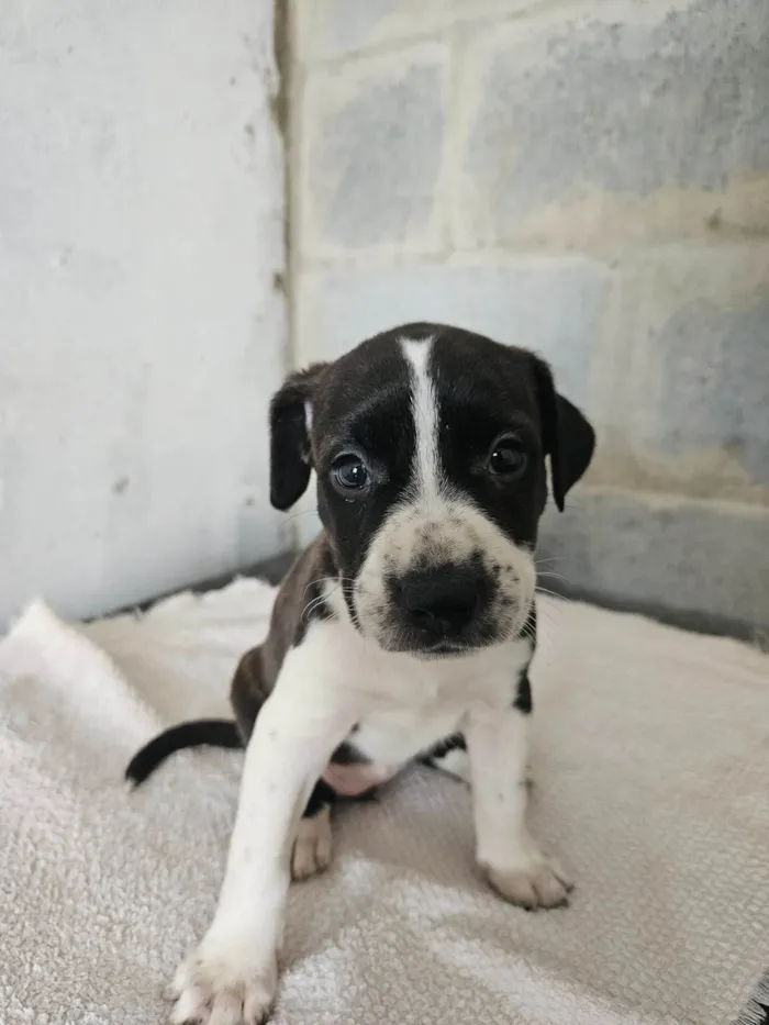 Cachorro ra a Srd idade Abaixo de 2 meses nome Rebeca