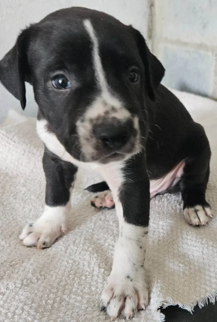 Cachorro ra a Srd idade Abaixo de 2 meses nome Rebeca