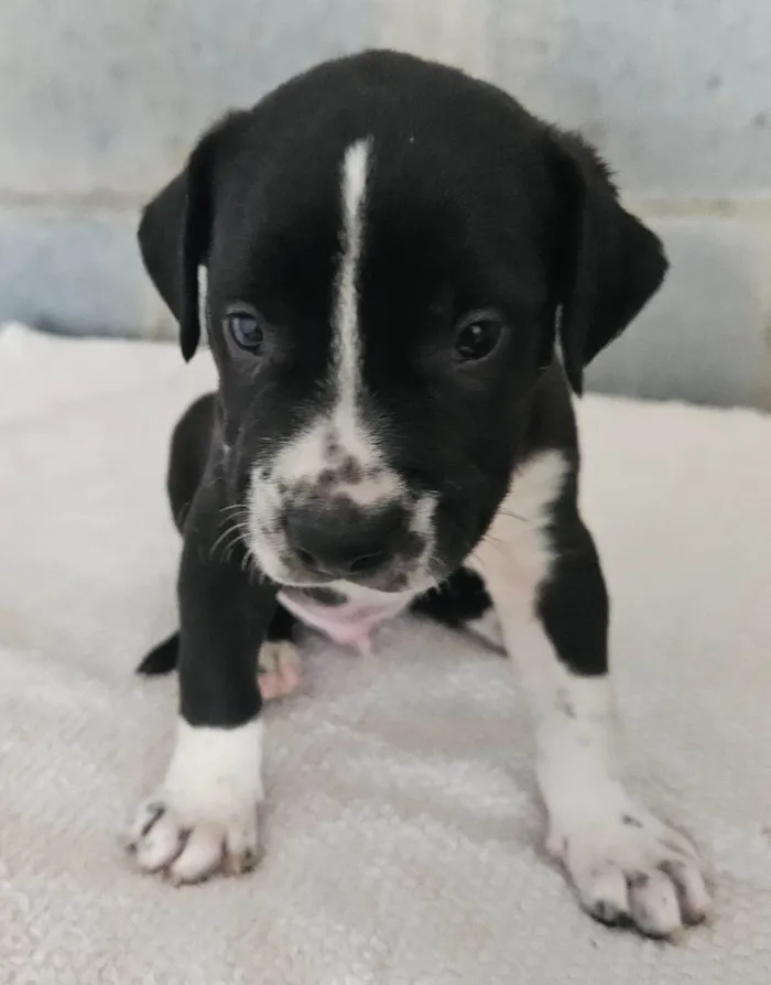 Cachorro ra a Srd idade Abaixo de 2 meses nome Rebeca