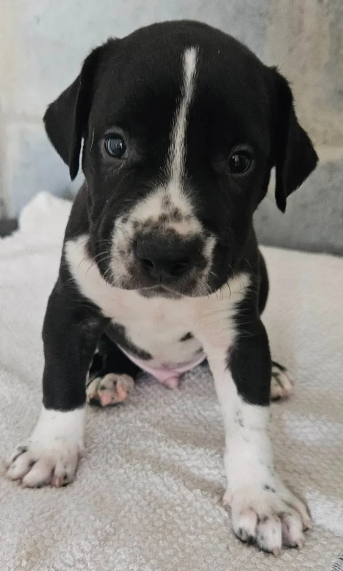 Cachorro ra a Srd idade Abaixo de 2 meses nome Rebeca