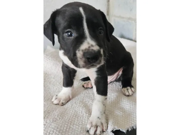 Cachorro ra a Srd idade Abaixo de 2 meses nome Rebeca
