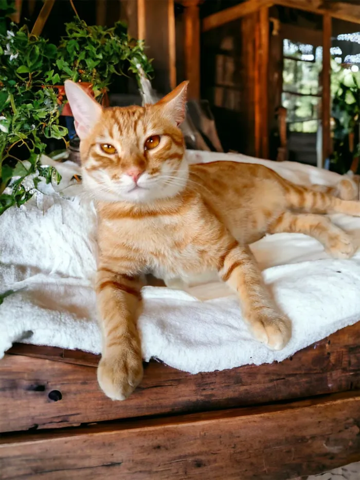 Gato ra a SRD-ViraLata idade 7 a 11 meses nome Cheddar