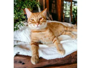 Gato raça SRD-ViraLata idade 7 a 11 meses nome Cheddar