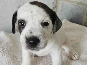 Cachorro raça Srd idade Abaixo de 2 meses nome Lili
