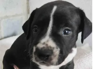 Cachorro raça Srd idade Abaixo de 2 meses nome Rebeca