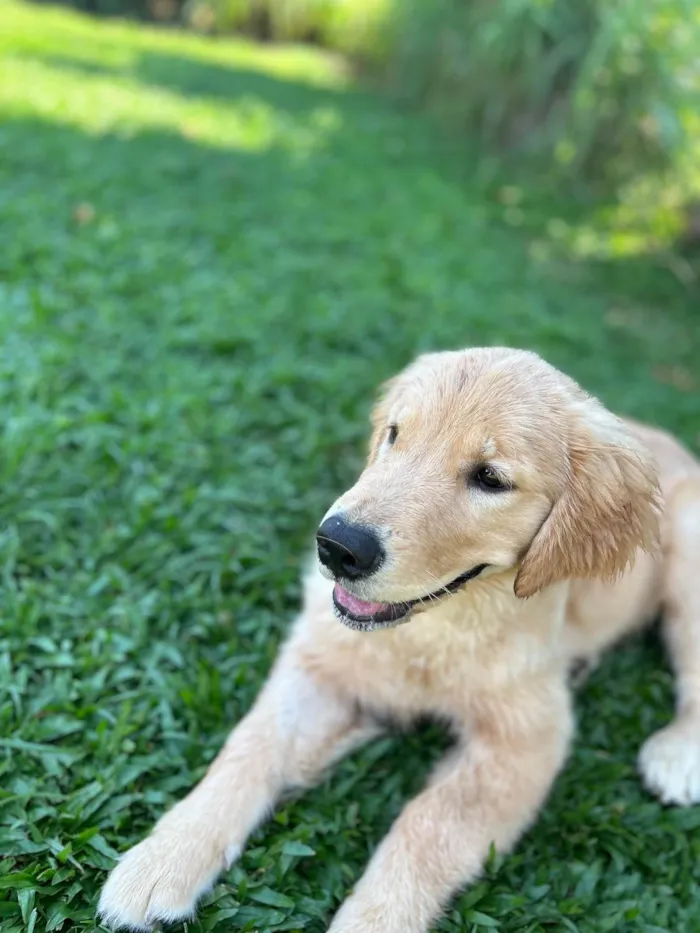 Cachorro ra a Golden Retriever idade 2 a 6 meses nome Matilde