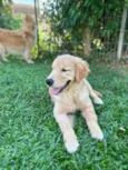 Matilde