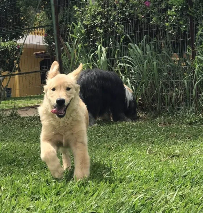 Cachorro ra a Golden Retriever idade 2 a 6 meses nome Matilde