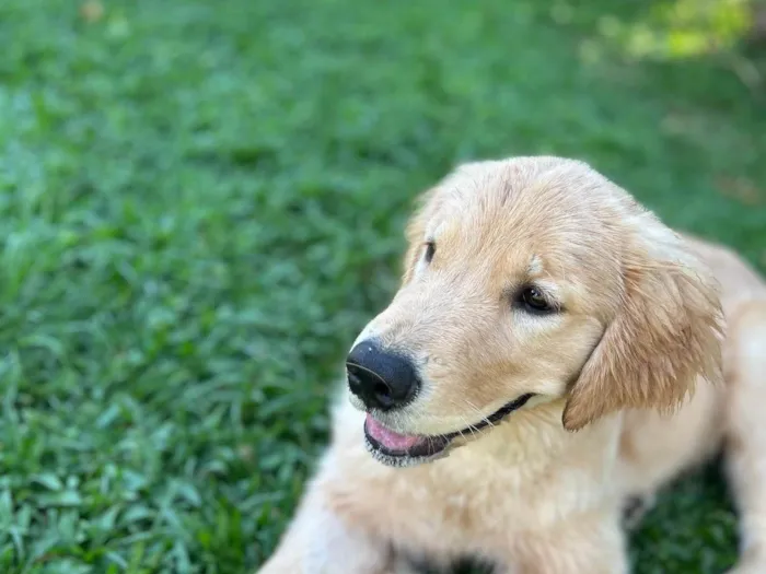 Cachorro ra a Golden Retriever idade 2 a 6 meses nome Matilde