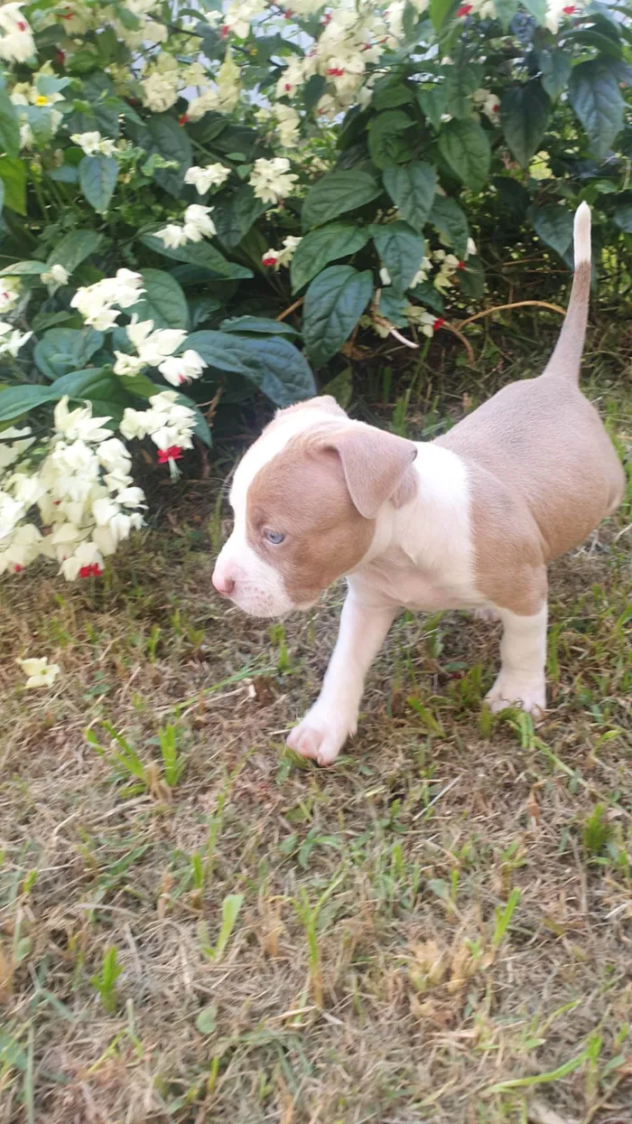 Cachorro ra a SRD-ViraLata.  American bulix pitbul idade Abaixo de 2 meses nome babies