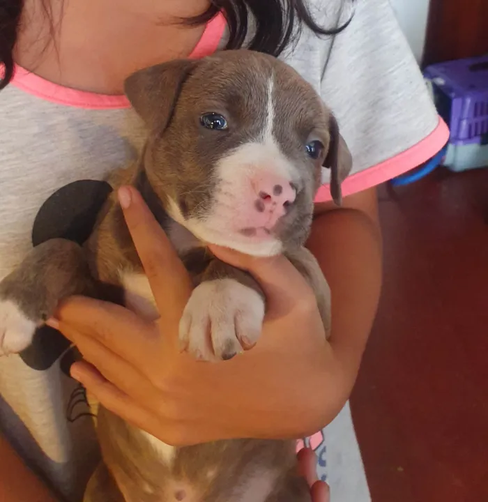 Cachorro ra a SRD-ViraLata.  American bulix pitbul idade Abaixo de 2 meses nome babies