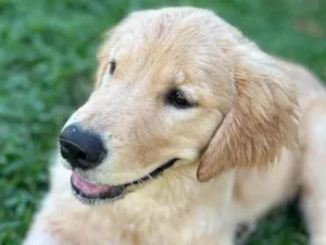 Cachorro raça Golden Retriever idade 2 a 6 meses nome Matilde